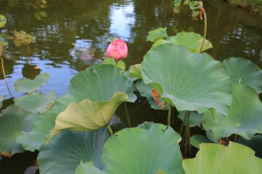 Lake Shatin Cuhk yansıması