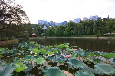 Lake Shatin Cuhk yansıması