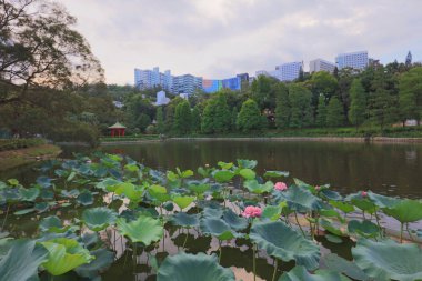 Lake Shatin Cuhk yansıması