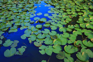 Lake Shatin Cuhk yansıması