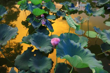 Lake Shatin Cuhk yansıması