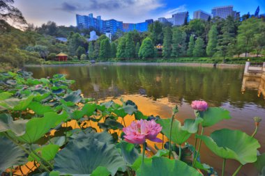 Lake Shatin Cuhk yansıması