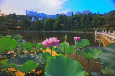 Lake Shatin Cuhk yansıması