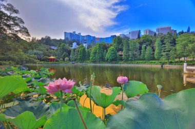 Lake Shatin Cuhk yansıması