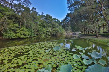  Lake Shatin Cuhk yansıması