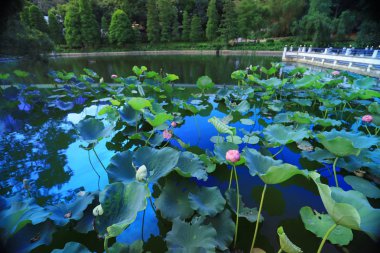 Lake Shatin Cuhk yansıması