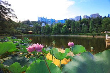 Lake Shatin Cuhk yansıması