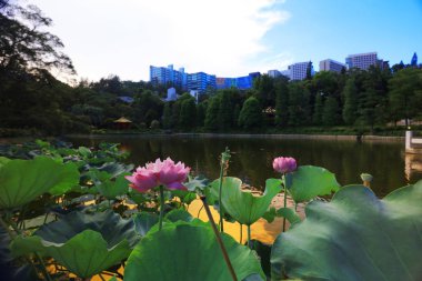 Lake Shatin Cuhk yansıması
