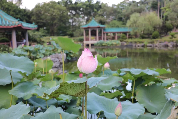 De lotus op Fanling Hong Lok Park hk — Stockfoto