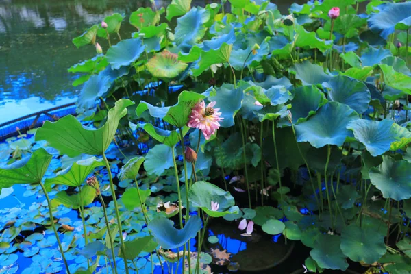 Lotus på Fanling Hong Lok Park hk — Stockfoto