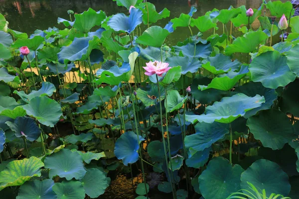 El loto en Fanling Hong Lok Park hk — Foto de Stock