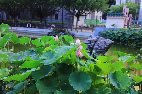 Лотос в Fanling парку Hong Лок hk — стокове фото