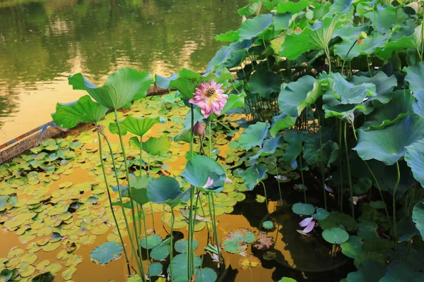 El loto en Fanling Hong Lok Park hk — Foto de Stock