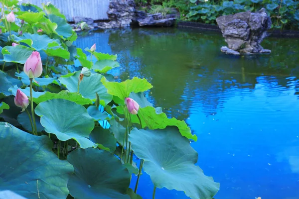 El loto en Fanling Hong Lok Park hk — Foto de Stock