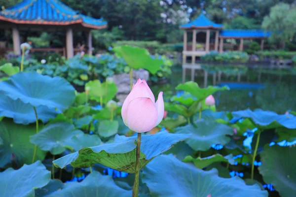 The lotus at Fanling Hong Lok Park hk — Stock Photo, Image