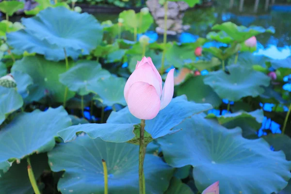 Lotus på Fanling Hong Lok Park hk — Stockfoto