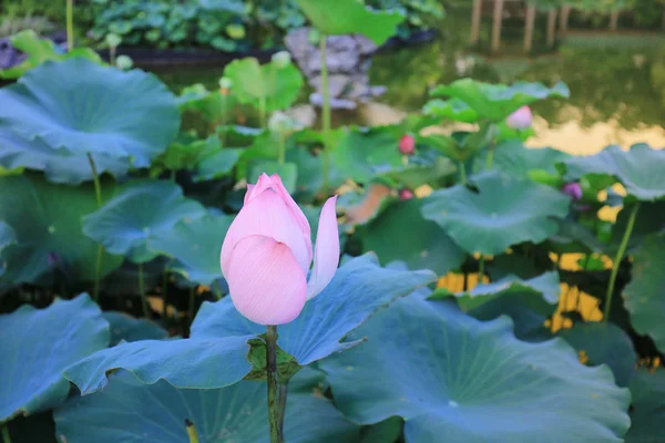 De lotus op Fanling Hong Lok Park hk — Stockfoto