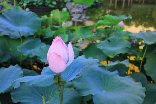 De lotus op Fanling Hong Lok Park hk — Stockfoto