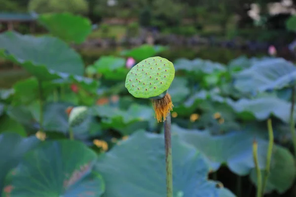 Le lotus à Fanling Hong Lok Park hk — Photo