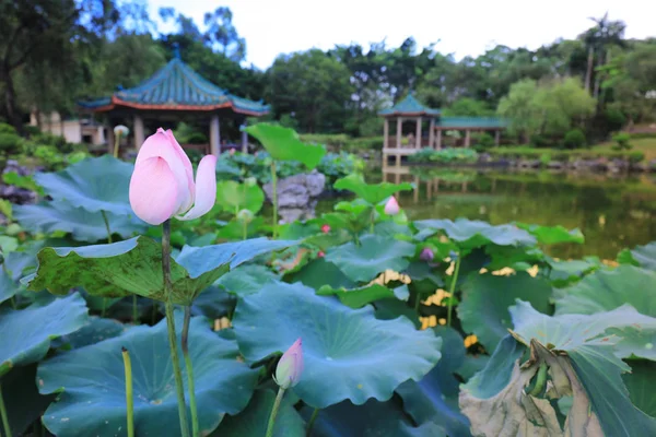 Lotus v hk Fanling Hong Lok Park — Stock fotografie