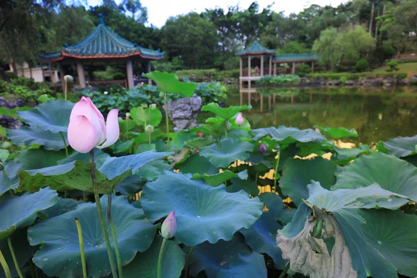 De lotus op Fanling Hong Lok Park hk — Stockfoto