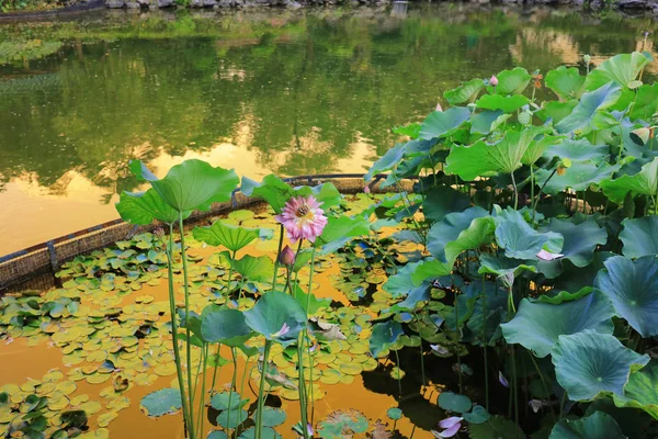 El loto en Fanling Hong Lok Park hk — Foto de Stock