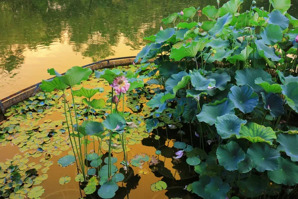Lotus på Fanling Hong Lok Park hk — Stockfoto
