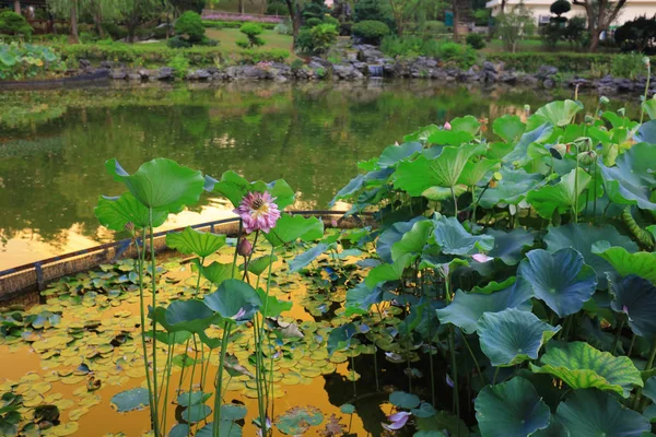 De lotus op Fanling Hong Lok Park hk — Stockfoto