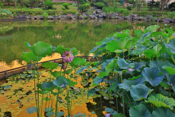 De lotus op Fanling Hong Lok Park hk — Stockfoto