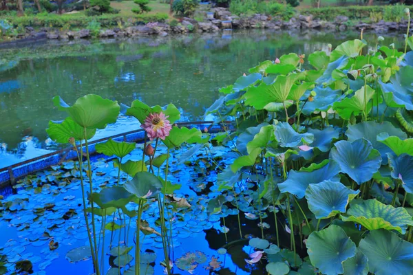 El loto en Fanling Hong Lok Park hk — Foto de Stock