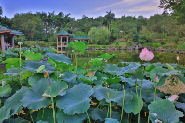 De lotus op Fanling Hong Lok Park hk — Stockfoto