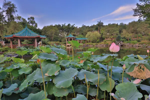 De lotus op Fanling Hong Lok Park hk — Stockfoto