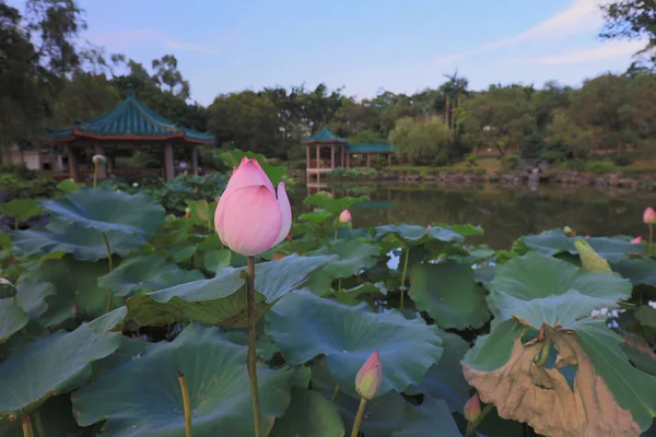 Lotus v hk Fanling Hong Lok Park — Stock fotografie