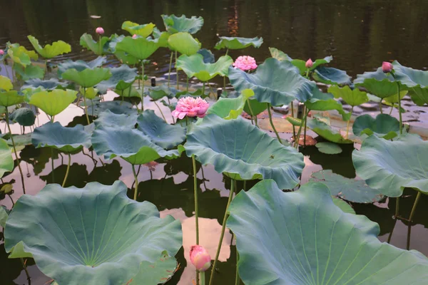 CUHK Reflejo del Lago Shatin — Foto de Stock