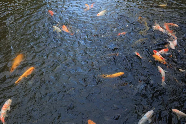 Hermoso koi en el estanque en el jardín tradicional —  Fotos de Stock