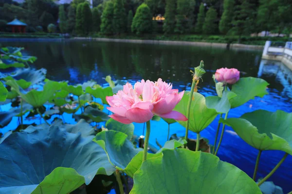 Cuhk weerspiegeling van de Lake Shatin — Stockfoto