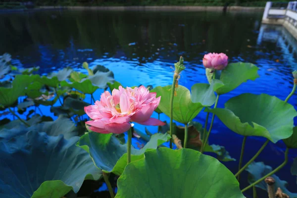 Cuhk weerspiegeling van de Lake Shatin — Stockfoto