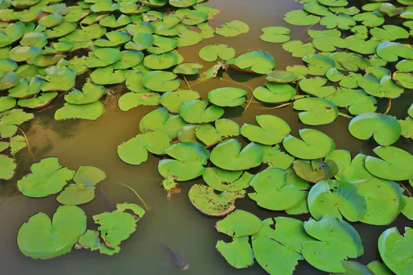 CUHK Riflessione del lago Shatin — Foto Stock