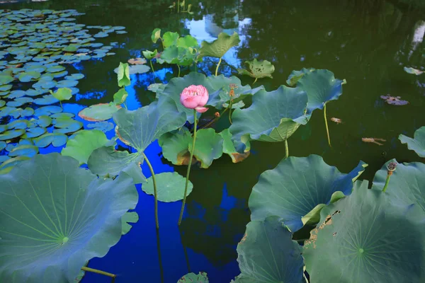 CUHK Reflexão do Lago Shatin — Fotografia de Stock