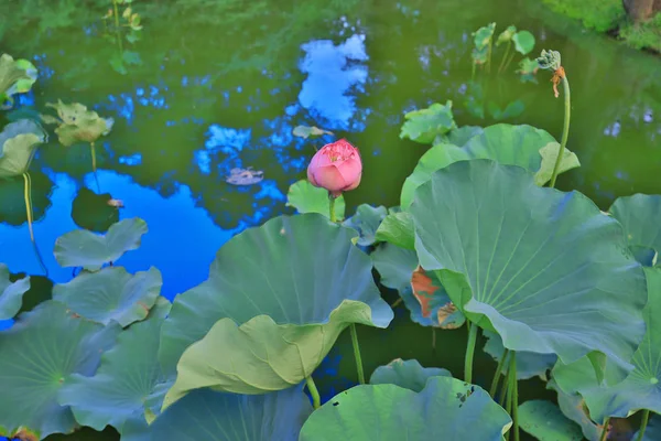 CUHK Reflexão do Lago Shatin — Fotografia de Stock