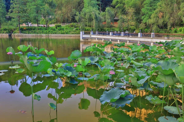 Cuhk weerspiegeling van de Lake Shatin — Stockfoto