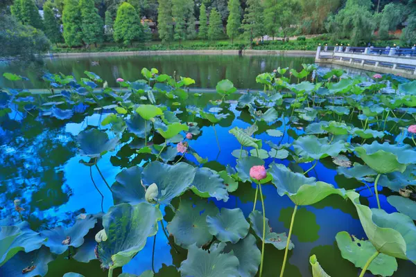 Cuhk weerspiegeling van de Lake Shatin — Stockfoto