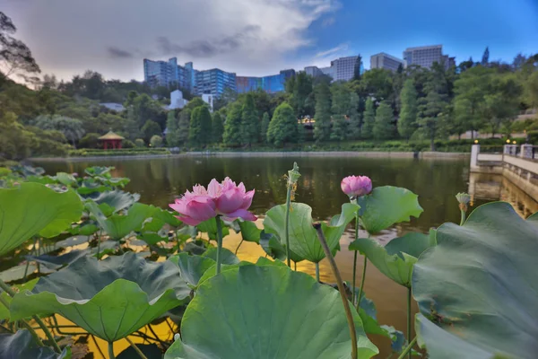 호수 라인인 Cuhk 반영 — 스톡 사진