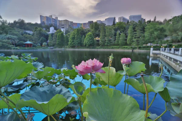 Cuhk weerspiegeling van de Lake Shatin — Stockfoto