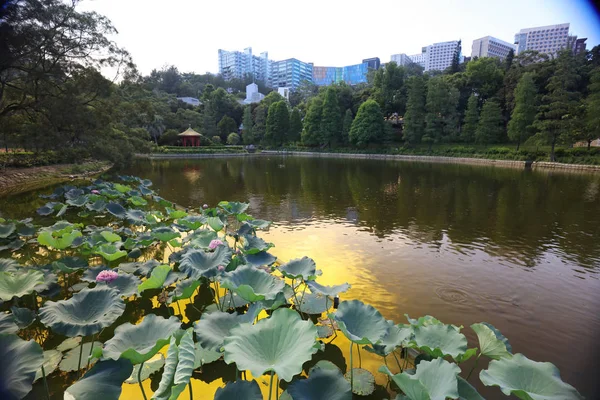 호수 라인인 Cuhk 반영 — 스톡 사진