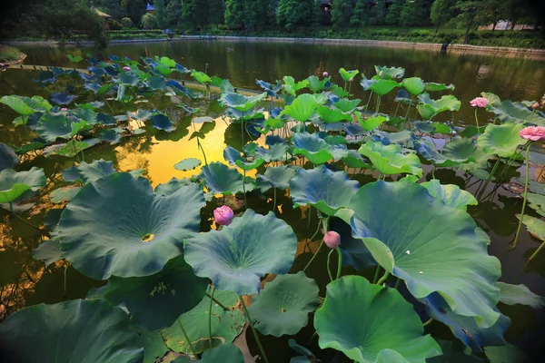 Flor de loto en Reflejo del Lago — Foto de Stock