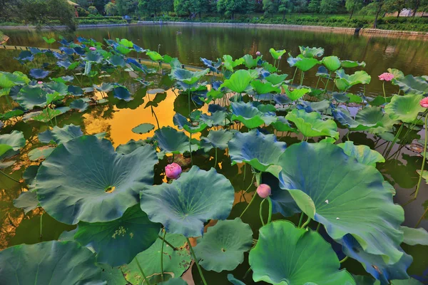 Flor de loto en Reflejo del Lago — Foto de Stock