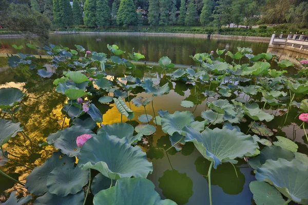 Cuhk weerspiegeling van de Lake Shatin — Stockfoto
