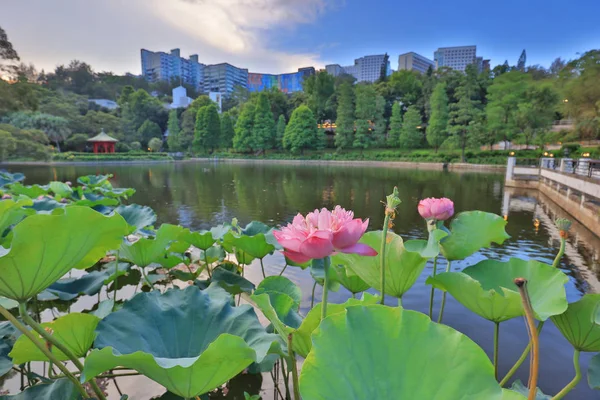 호수 라인인 Cuhk 반영 — 스톡 사진