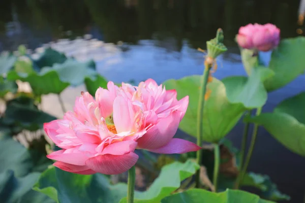 Flor de lótus em Reflexão do Lago — Fotografia de Stock